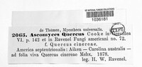 Ascomyces quercus image